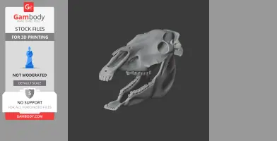 3D model of an Olingo skull, detailed with open jaw, suitable for 3D printing.