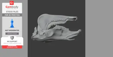 3D model of an Olingo skull replica, showcasing detailed bone structure and teeth arrangement.