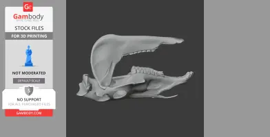 3D model of an Olingo skull in profile view, with detailed teeth and jaw structure.