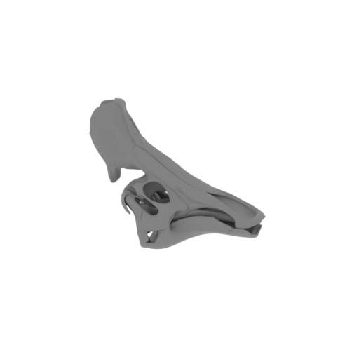 Olorotitan Skull.stl