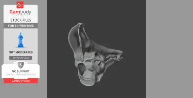 3D model of an Olorotitan dinosaur skull, showcasing intricate bone structure for printing.