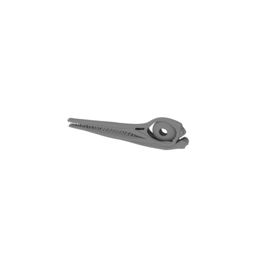 Ophthalmosaurus Skull.stl