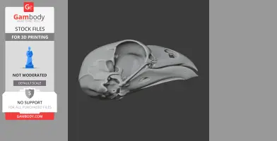 3D model of an Opisthocomus (hoatzin) bird skull, detailed and ready for 3D printing.