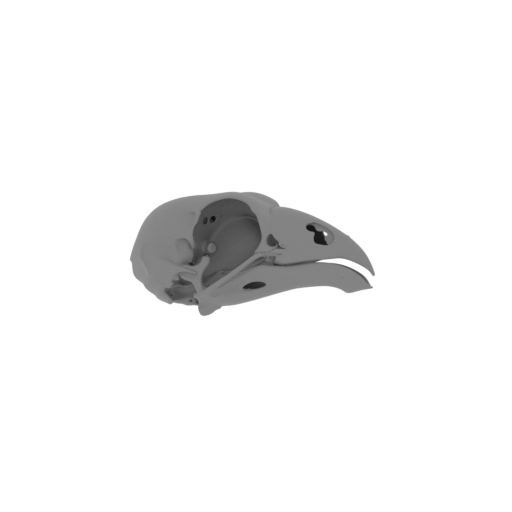 Opisthocomus Skull.stl