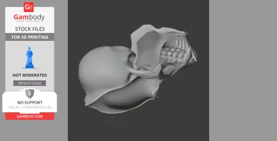 3D model of an orangutan skull, viewed in profile, showing detailed teeth and cranial structure.