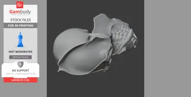 3D model of an orangutan skull, showing detailed bone structure, designed for 3D printing.