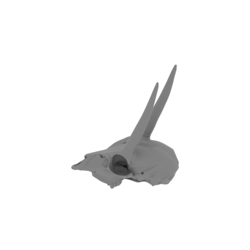Oribi Skull.stl