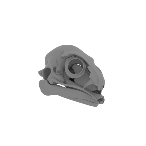 Ornithotarsus Skull.stl