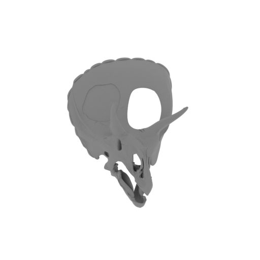 Otogosaurus Skull.stl