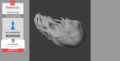 3D model of a detailed European otter skull, designed for 3D printing.