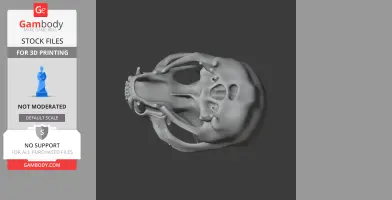 3D model of a European otter skull, viewed from above, designed for 3D printing.