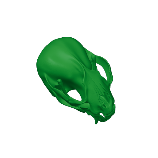 Otter (European) Skull.3mf