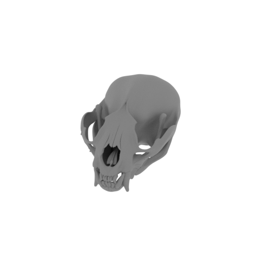 Otter (European) Skull.stl