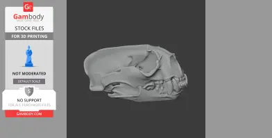 3D model of a giant otter skull, detailed and ready for 3D printing.