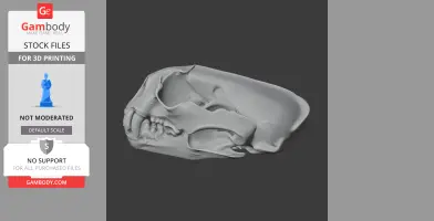 3D model of a giant otter skull, featuring detailed bone structures, suitable for 3D printing.