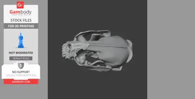 3D model of a giant otter skull, showcasing intricate bone structure for 3D printing.