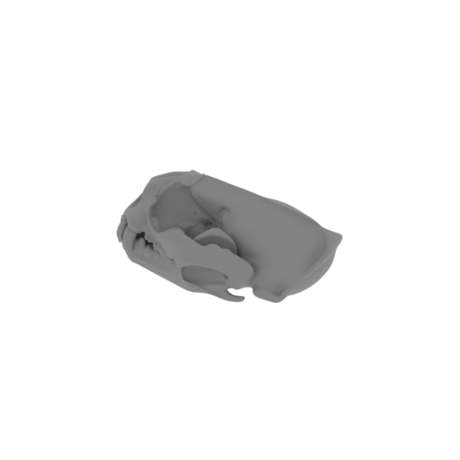 Otter (Giant) Skull.stl