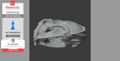 3D model of a sea otter skull, detailed and textured for printing.