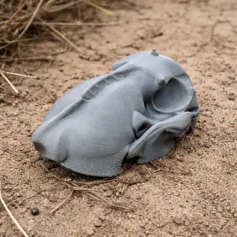 A realistic 3D-printed otter skull replica, gray, resting on sandy ground.