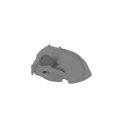 Otter (Sea) Skull.stl