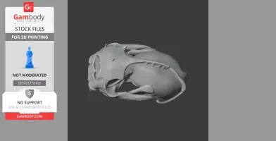 3D model of a sea otter skull replica, detailed and ready for 3D printing.