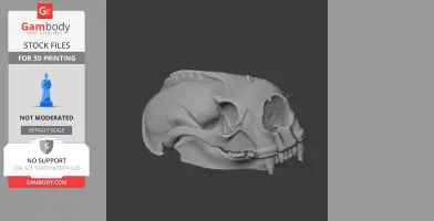 3D model of a sea otter skull in grayscale, showcasing detailed bone structure.