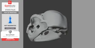 3D model of an Otter Shrew skull replica, side view, for STL 3D printing.