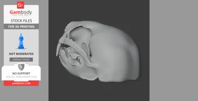 3D model of an otter shrew skull replica, side view, designed for 3D printing.