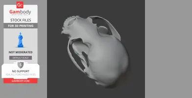 A 3D rendering of an otter shrew skull, displayed in a top view, for 3D printing.