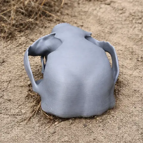 A 3D printed otter shrew skull replica displayed on sandy ground.
