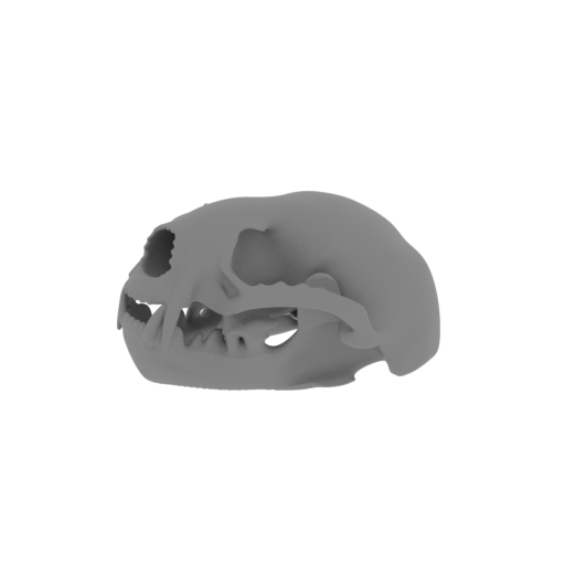 Otter Shrew Skull.stl