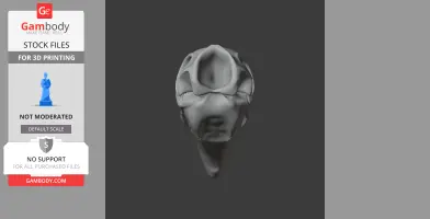 Pachyornis elephantopus Skull - Skull Replica STL