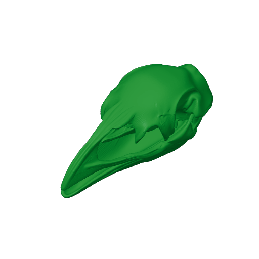 Pachyornis elephantopus Skull.3mf