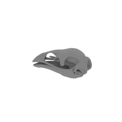 Pachyornis elephantopus Skull.stl