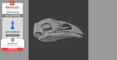 Pachyornis elephantopus Skull - Skull Replica STL