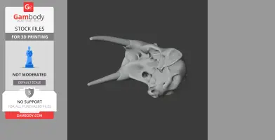 A detailed 3D model of a Pacific walrus skull, viewed from above, ready for 3D printing.