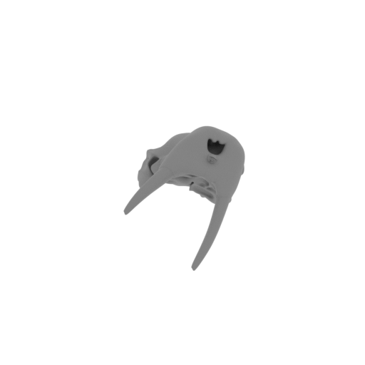 Pacific Walrus Skull.stl