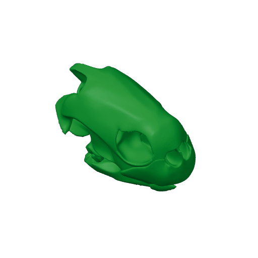 Painted Turtle Skull.3mf