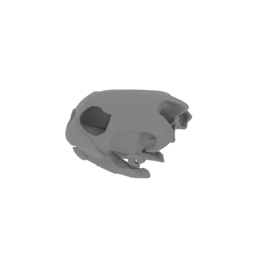 Painted Turtle Skull.stl