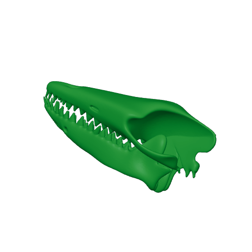 Pakicetus attocki Skull.3mf