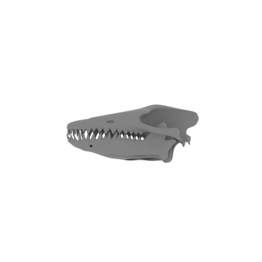 Pakicetus attocki Skull.stl