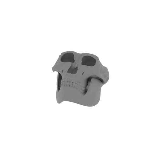 Palaeoctonus Skull.stl