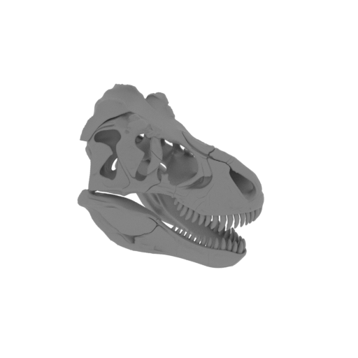 Palaeoreas Skull.stl