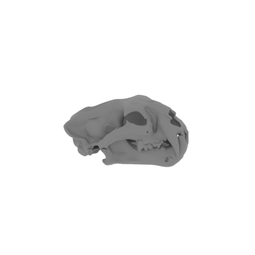 Palaeoscincus Skull.stl