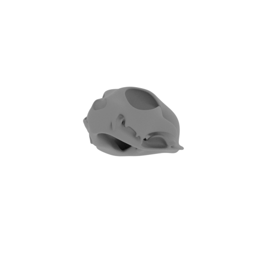 Pallas's Cat Skull.stl