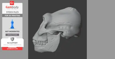 Paranthropus boisei Skull - Skull Replica STL