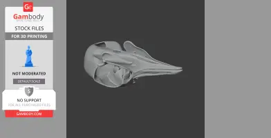 Passenger Pigeon Skull - Skull Replica STL