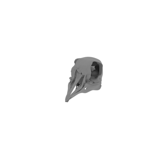 Passenger Pigeon Skull.stl