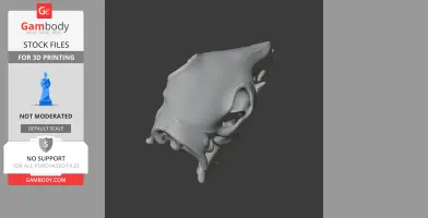 3D model of a Patagonian Mara skull, showing intricate bone structures for 3D printing.