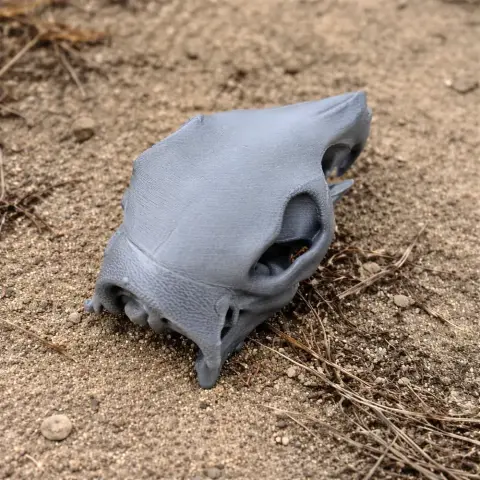 A detailed 3D-printed Patagonian Mara skull replica, placed on sandy ground.